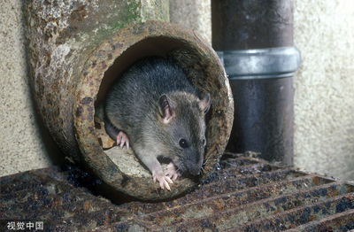 台中夜市「老鼠加料」鍋燒麵　員工一敲「整隻掉進鍋熬湯」