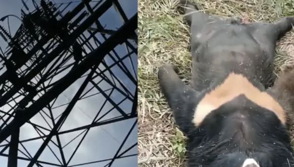▲▼村子突跳電　大黑熊「爬高壓電塔」遭電死。（圖／翻攝微博）