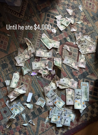 狗狗吃了4000元美金。（圖／翻攝自IG@ooolalaw）