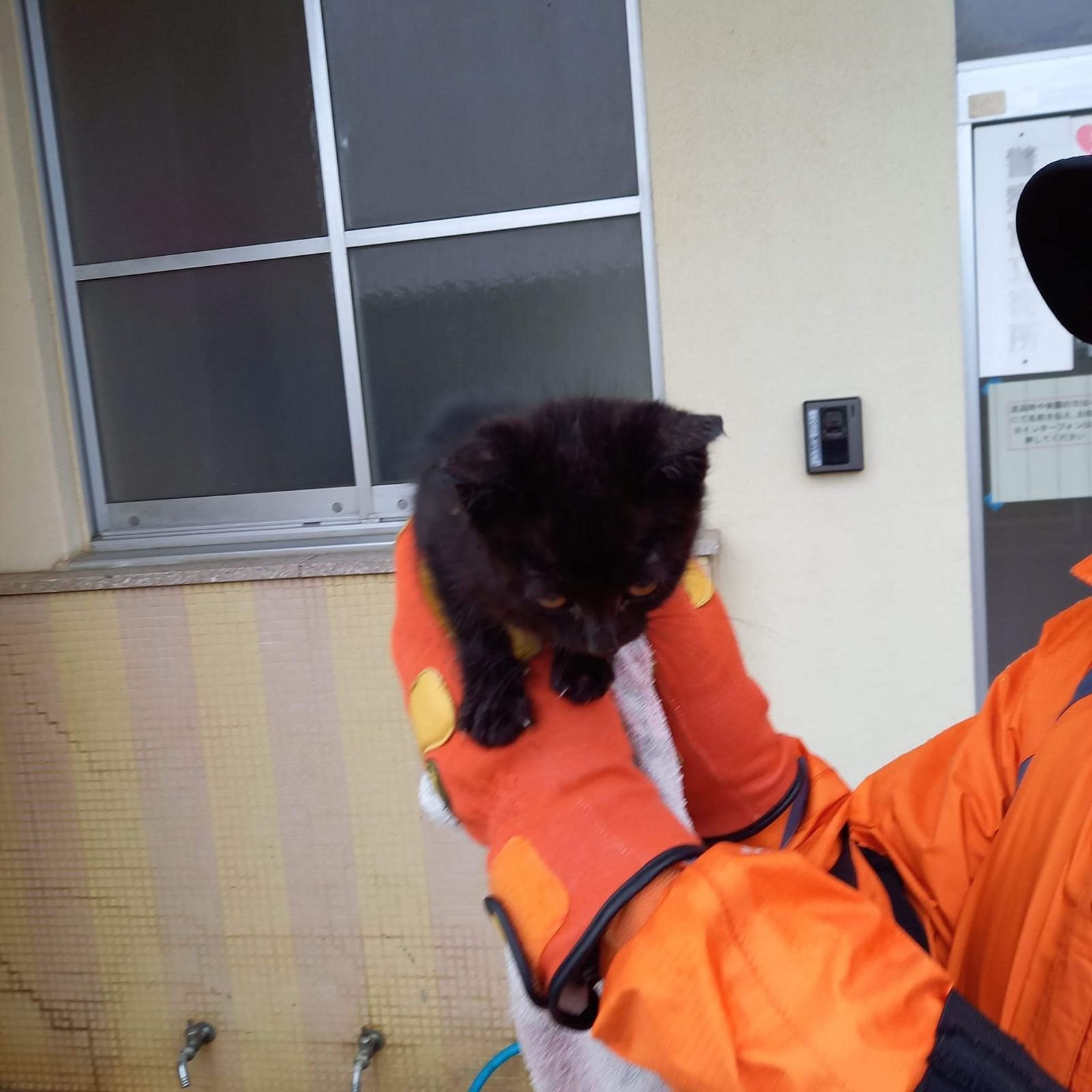 【日本石川強震】搜救犬隊「發現小黑貓」成功救援　帶回基地曬超萌照片