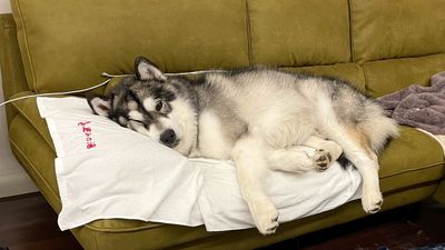 飼主養狗「現實和理想的差距」　回家不迎接懶躺沙發：喔你回來囉？