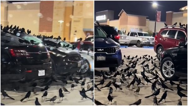 ▲▼德州一座停車場被黑鳥占據。（圖／翻攝TikTok@alanm1969）