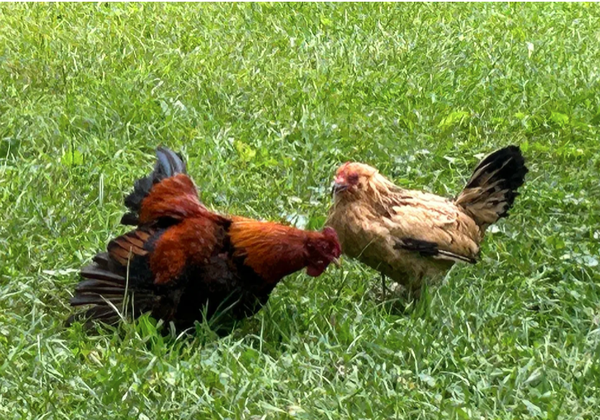 ▲▼世界上最長壽的雞「花生」。（圖／翻攝自Marsi Parker Darwin部落格）