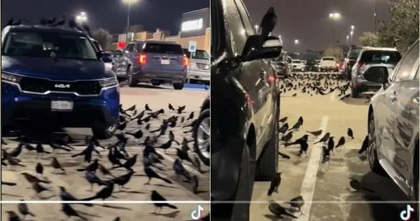美國德州一間超市的停車場出現大量烏鴉聚集，有如末日狀況出現。（圖／翻攝自tik tok）