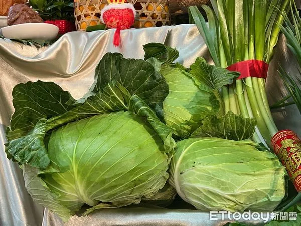 ▲高麗菜資料照片 。（圖／記者楊惠琪攝）