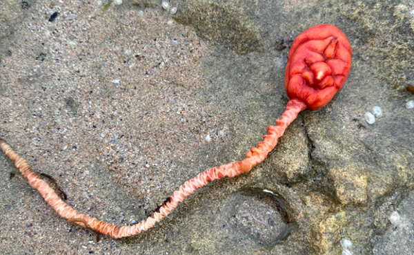 女沙灘散步發現「血紅色球狀生物」　網熱議：像連脊髓的大腦。（圖／翻攝自Facebook／Field Naturalists Club of Victoria）