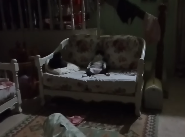 賓士貓有志坐著睡覺。（圖／有點毛毛的／粉專有志大叔Style投稿）