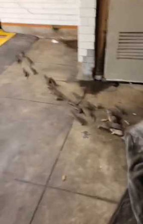 慎入！紐約地鐵站驚見遊民與老鼠同睡　打開毯子後…老鼠竟成團逃跑