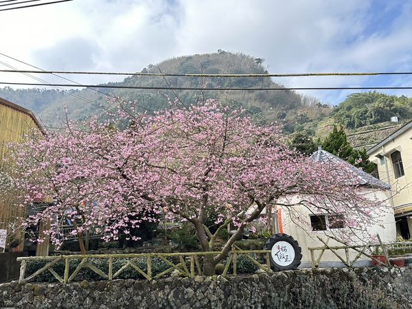 ▲▼嘉義梅山鄉太和村樟樹湖「櫻榖王」河津櫻櫻王盛開了。（圖／王富宸提供）