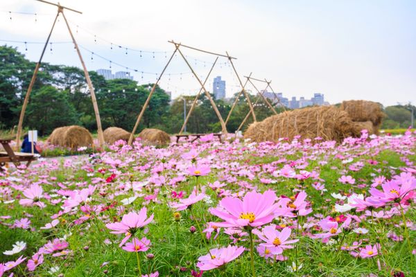 ▲古亭河濱公園即日起換上3000坪的大波斯菊花海。（圖／翻攝自戀戀水綠 臺北水利）