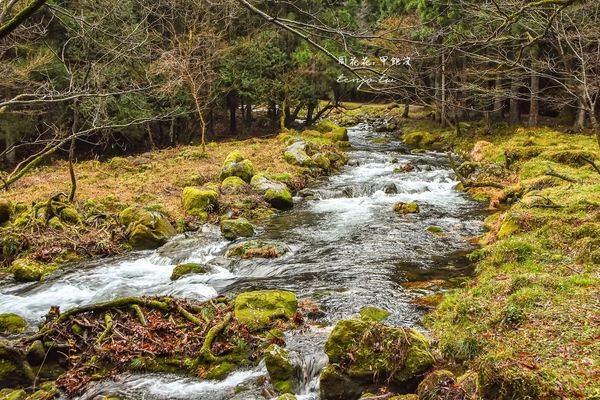 ▲▼  秋田景點推薦｜元滝伏流水 秋田秘境森林步道。（圖／周花花提供）