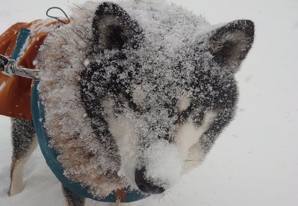 ▲暴風雪堅持散步　北海道黑柴等紅綠燈「秒變糖霜麵包」：誰關燈？。（圖／翻攝自X／turuten）