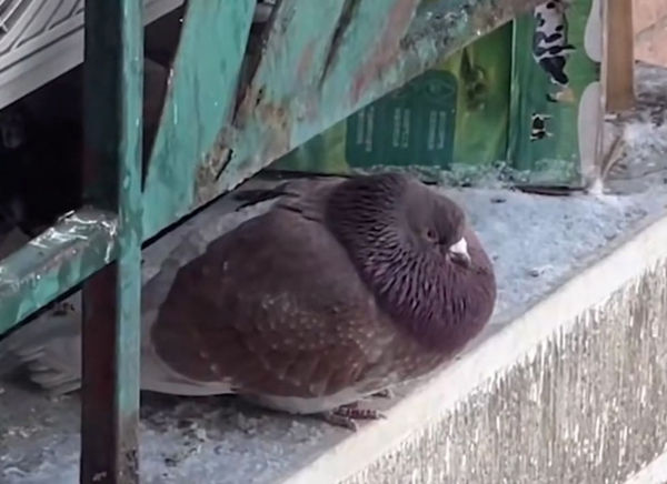▲哈爾濱中央大街鴿子被遊客餵成鴿豬。（圖／翻攝自微博）