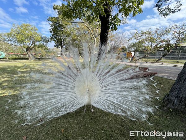 ▲台南頑皮世界動物園「第2屆大統領選拔賽」結果搶先出爐，由水豚「豚寶」連任大統領，頑皮世界推出「雲嘉南鄉親全票半價優惠」。（圖／記者林東良翻攝，下同）