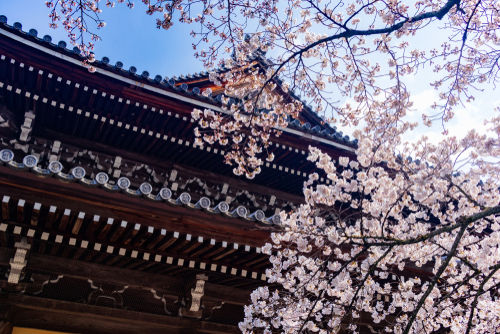 年後春暖花開 2024日本賞櫻全攻略 | ETtoday旅遊雲 | ETtoday新聞雲