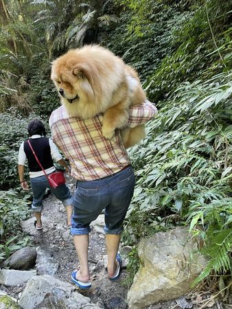 ▲奴才扛「20KG↑瓦斯桶」爬山苦嘆：會搞死自己　路人反應笑噴千人。（圖／有點毛毛的／飼主Emily Lin提供）