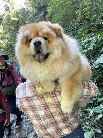 ▲奴才扛「20KG↑瓦斯桶」爬山苦嘆：會搞死自己　路人反應笑噴千人。（圖／有點毛毛的／飼主Emily Lin提供）