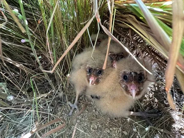▲瀕臨絕種！「4隻草鴞寶寶」躲藏草叢被發現　圍網讓牠們平安長大。（圖／翻攝自林業保育署嘉義分署）