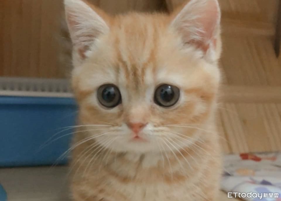 養到不驚喜包！短腿橘貓養2年了「臉都長一樣」 同款低底盤萌翻 | ETtoday寵物雲 | ETtoday新聞雲