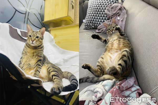 ▲等了3年「不親人虎斑」終於主動躺身上　貓奴感動哭：牠是愛我的。（圖／飼主Kiki提供）