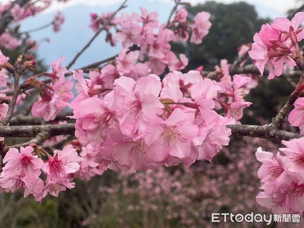 ▲▼ 不用去日本！高雄桃源櫻花大爆開，網紅再推「仙境之旅」。（圖／記者賴文萱翻攝）