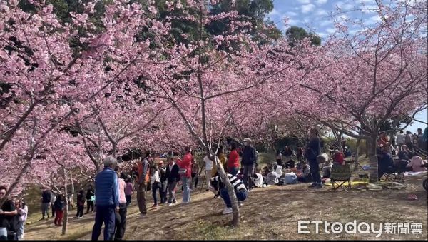 ▲▼ 不用去日本！高雄桃源櫻花大爆開，網紅再推「仙境之旅」。（圖／記者賴文萱翻攝）