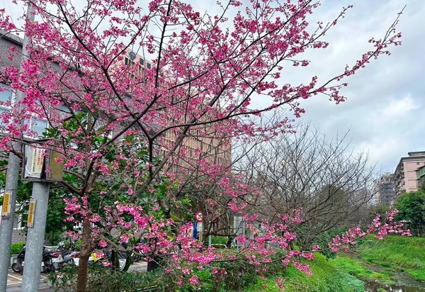 ▲新北櫻花將開浪漫花況曝光。（圖／新北市景觀處提供）