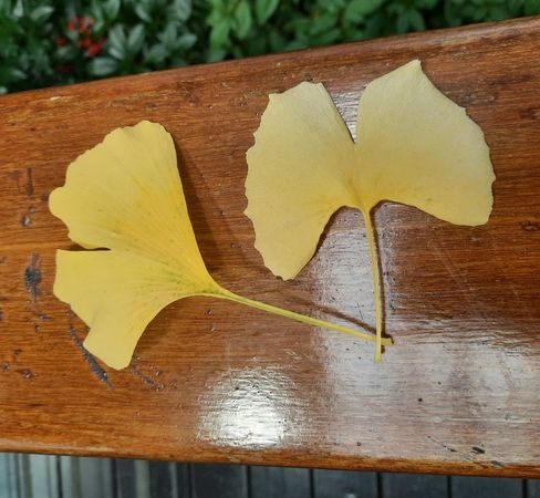 ▲臺北典藏植物園銀杏有兩株。（圖／公園處提供）