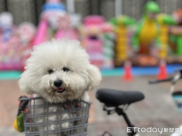 比熊滾黃金。（圖／飼主陳家和提供）