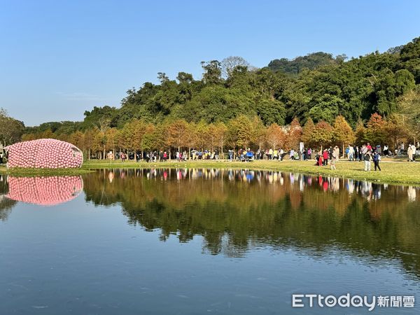 ▲大溪「月眉人工濕地公園」落羽松1/14時人潮,月眉人工濕地公園,「山豬湖生態親水園區」第二期工程進行中，預計2月初開放,落羽松。（圖／記者彭懷玉攝）