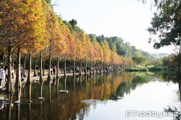 ▲大溪「月眉人工濕地公園」落羽松1/14時人潮,月眉人工濕地公園,「山豬湖生態親水園區」第二期工程進行中，預計2月初開放,落羽松。（圖／記者彭懷玉攝）