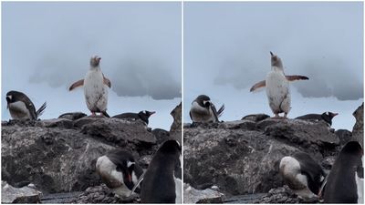 基因突變導致！罕見「全身白企鵝」南極現蹤　獸醫曝：無害但危險