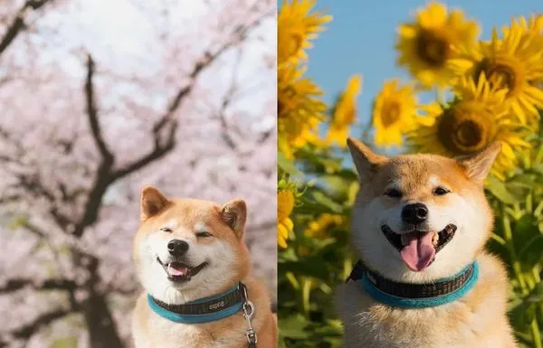 ▲▼IG擁243萬粉絲日本「微笑柴犬」過世　花海露療癒笑臉成追憶。（圖／翻攝自IG@marutaro）