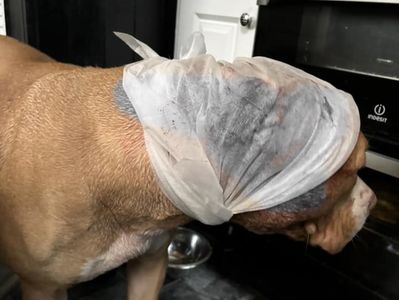 惡霸犬遭浪貓攻擊爆血「不敢散步了」 飼主痛訴:戴嘴套無法防衛
