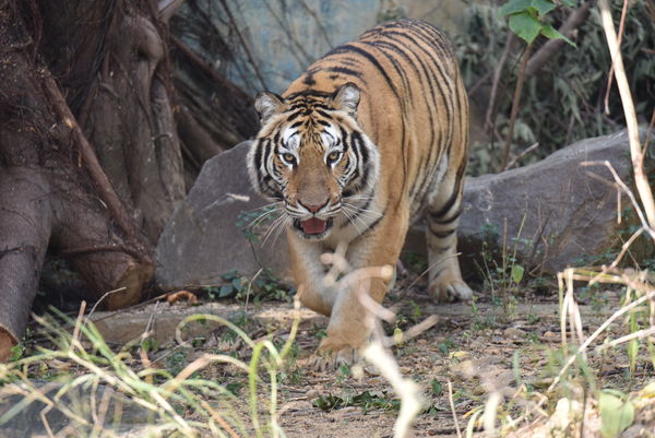 ▲新竹市立動物園對於照顧老虎的生活具備十分豐富的經驗。（圖／新竹市政府提供）