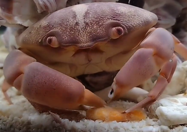▲▼螃蟹準備享用的大餐，直接從眼前溜走了，牠原地傻眼。（圖／翻攝自Twitter／@kaninoiru）