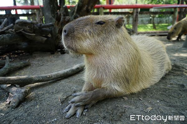 ▲台南頑皮世界動物園打造了一座「全球最大水豚燈籠」。這座巨型燈籠長、寬、高各3米，活靈活現的呆萌表情非常吸睛，立刻成為許多遊客拍照打卡的新景點。（圖／記者林東良翻攝，下同）