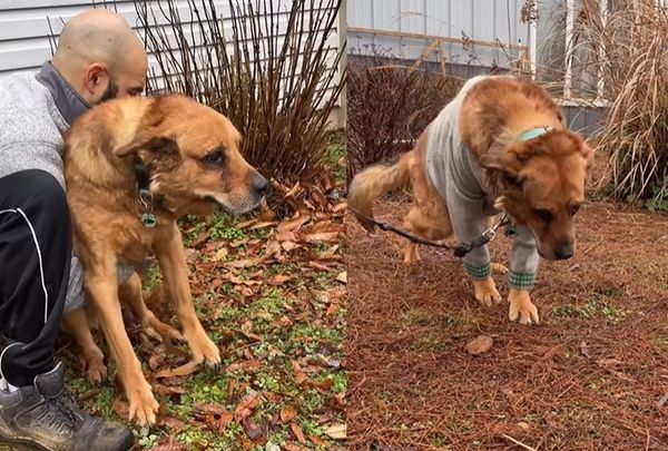 ▲飼主搬家棄養13歲老犬　請求收容所「把牠安樂死」：沒辦法一起走。（圖／翻攝自IG／uncleneilshome）