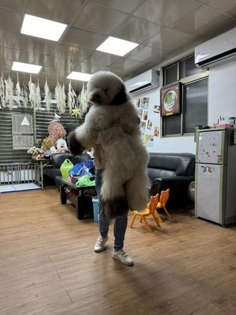 ▲還沒剪毛就偷跑　神力女飼主抱起「25KG越獄現行犯」嘆：忍耐一下。（圖／有點毛毛的／粉專「Mudi這一家」提供）