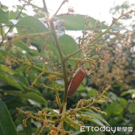▲荔枝椿象的越冬成蟲喜歡在荔枝花穗上吸食            。（圖／記者陳崑福翻攝）