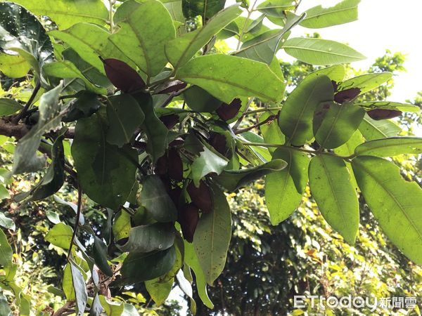 ▲荔枝椿象的越冬成蟲喜歡在荔枝花穗上吸食            。（圖／記者陳崑福翻攝）