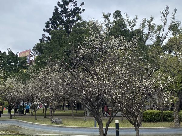 ▲榮星花園公園的梅樹正逢開花期，位於民權東路與建國北路側的荷花池旁。（圖／公園處提供）