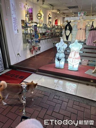 ▲▼經過情趣用品店！色色柴犬「死盯超辣內衣」不肯走　媽尷尬苦勸。（圖／飼主張小姐提供）