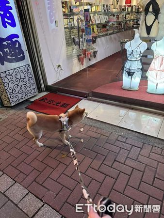 ▲▼經過情趣用品店！色色柴犬「死盯超辣內衣」不肯走　媽尷尬苦勸。（圖／飼主張小姐提供）