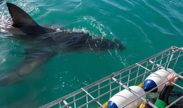▲▼鯊魚池,鯊魚。（示意圖／達志影像）