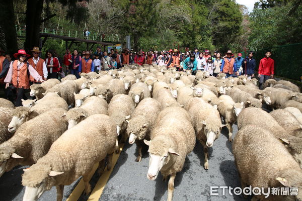 ▲清境農場奔羊節活動今年將擴大辦理。（圖／清境農場提供，下同）