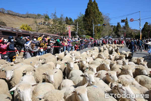 ▲清境農場奔羊節活動今年將擴大辦理。（圖／清境農場提供）