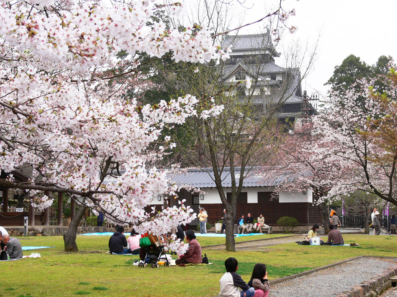 ▲▼中華航空,鳥取,直飛,日本,賞櫻,松葉蟹,和牛,七逗旅遊網,鳳凰旅遊。（圖／鳳凰旅遊提供）