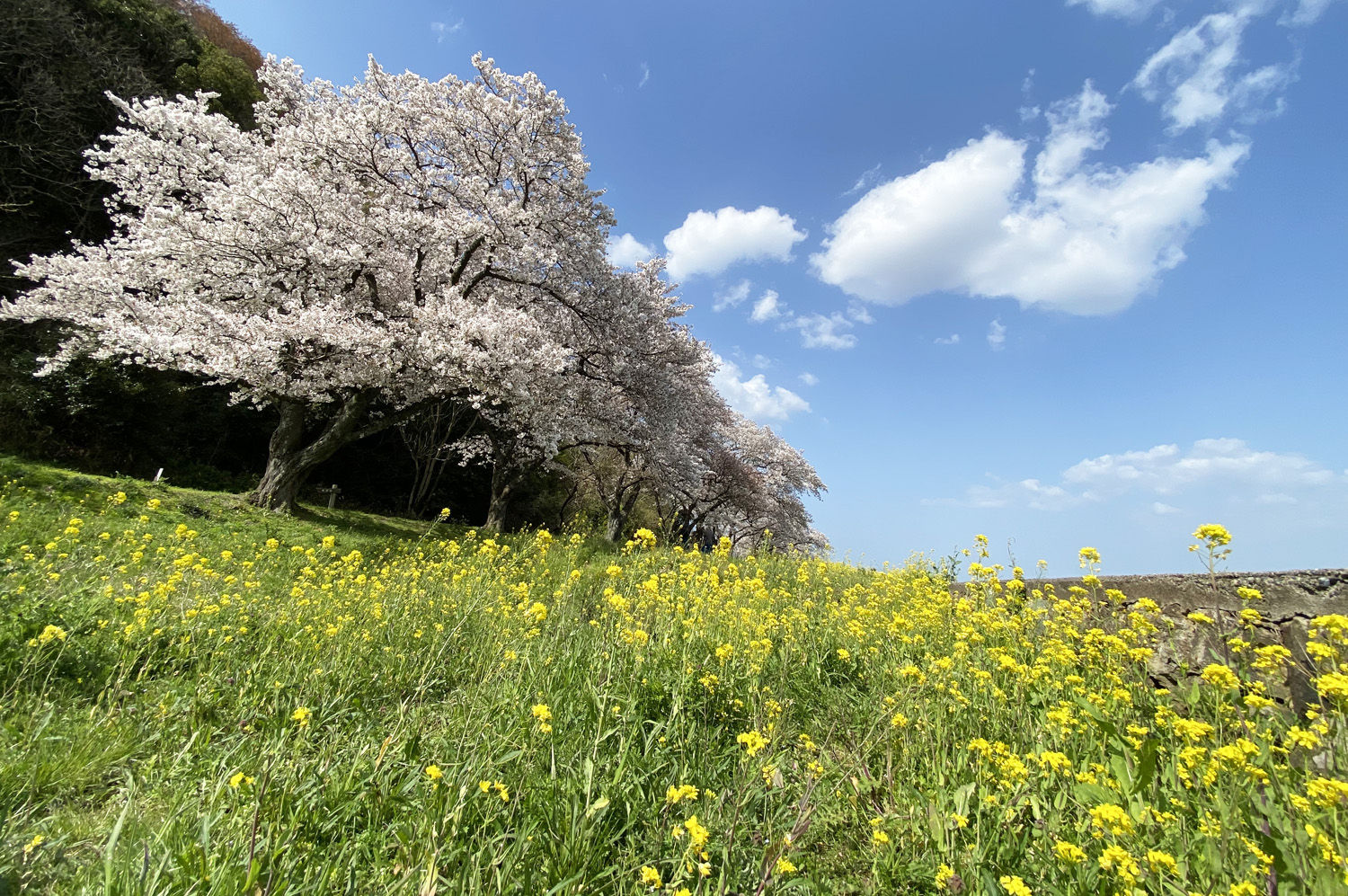 ▲▼中華航空,鳥取,直飛,日本,賞櫻,松葉蟹,和牛,七逗旅遊網,鳳凰旅遊。（圖／鳳凰旅遊提供）