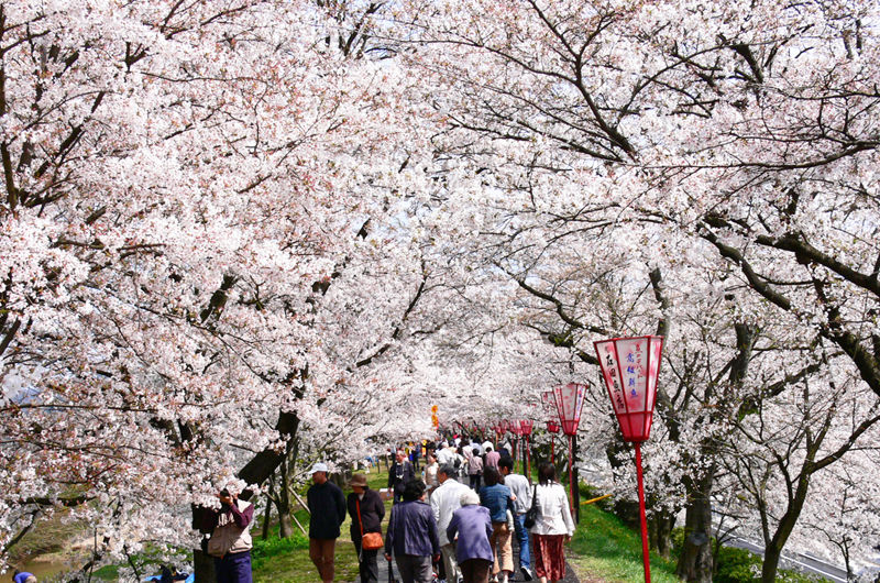 ▲▼中華航空,鳥取,直飛,日本,賞櫻,松葉蟹,和牛,七逗旅遊網,鳳凰旅遊。（圖／鳳凰旅遊提供）